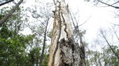 Nearly 200 35-year-old pine trees in Quang Nam Province poisoned, chopped down