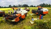 Reducing amount of seeds for direct seeding – key to success of rice