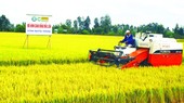 Vietnam-Japan joint venture to expand rice cultivation for exports to Europe