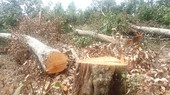 Dak Nong Province incapable of dealing with deforestation