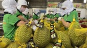 China grants 2,426 product codes to Vietnamese enterprises
