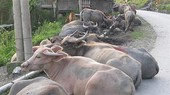 Smuggling of live buffaloes, cows into Vietnam must be strictly handled