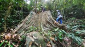 Illegal deforestation in Van Canh protection forest to be handled urgently