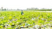 Saltwater intrusion no longer fear of Mekong Delta farmers