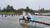 Rice-shrimp farming model brings high economic efficiency