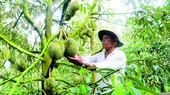 Farmers should follow fruit tree planning for sustainable development