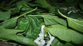 Fluctuations in mulberry silkworm farming