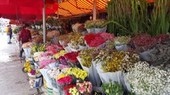 Dam Sen Flower Market to temporarily open from June 11-13