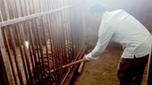 One subject in illegal tiger raising case arrested, prosecuted