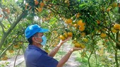 Lai Vung tangerines (in Dong Thap Province) are grown under VietGAP standards