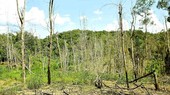 The forest trees that were dried up in mass in Vinh Son Commune. (Photo: SGGP)