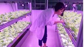 The model of hydroponic vegetable production in the laboratory of the University of Natural Sciences. (Photo: SGGP)