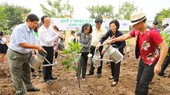 Growing trees as a way to reduce greenhouse gas release