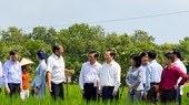 The delegation of the Ministry of Science and Technology and leaders of Soc Trang Province are paying an on-site visit to organic rice fields.