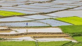 In the dry season, rice fields in the Northern region must depend on water from hydroelectric reservoirs owing to low precipitation