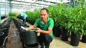 Nguyen Duc Huy and his new farming model