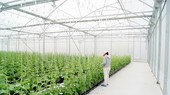 HCMC focusing on hi-tech agriculture