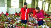 Vina T&T Group, specializing in exporting dragon fruits, is partnering up with farmers for stable produce price