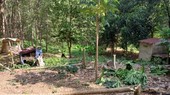Trees were damaged by the elephant