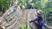 One ancient tree in Van Canh District protection forest being illegally felled