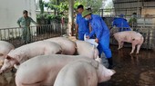 Mô hình chăn nuôi heo nái ở xã Bình Minh, huyện Trảng Bom đang được mở rộng tại nhiều địa phương