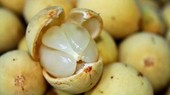 Trái bòn bon và trách nhiệm “gác cửa”