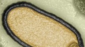 Một virus cổ đại được phân lập từ một mẫu băng vĩnh cửu