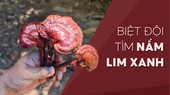 Biệt đội tìm nấm lim xanh