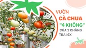 Vườn cà chua '4 không' của 2 chàng trai 9X