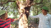 Trưởng thôn Thanh Bình, ông Dương Bình Sơn và phó thôn Dương Văn Hóa bên một cây trâm bầu cổ thụ