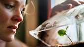 植物也会“说话”