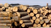 Mỗi năm nhập khẩu gỗ từ Trung Quốc khoảng 1 tỷ USD