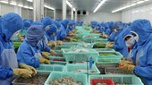 Tôm của Việt Nam bị rà soát thuế tại Mỹ