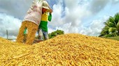 ADB hỗ trợ 14 tỷ USD ứng phó với khủng hoảng lương thực ở châu Á