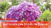 Độc lạ hoa cẩm tú cầu tím ở Đà Lạt