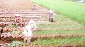 Growing vegetables is more effective than growing rice. (Photo: SGGP)