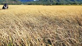 Paddy fields wither due to drought in Binh Dinh Province. (Photo: SGGP)