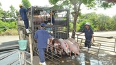 There will be possibly a shortage of pork at the end of the year. (Photo: SGGP)
