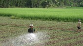 Crop switching on rice growing land brings higher economic efficiency. (Photo: SGGP)
