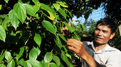 Enterprises call for help to re-export black pepper stuck in Nepal