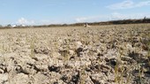 Rice fields in Nghe An Province are dry because of hot temperatures and a shortage of water. (Photo: SGGP)