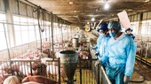 Pig repopulation sluggish due to shortage of piglets