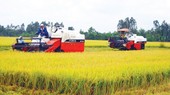 Large-scale rice field in the Mekong Delta. (Photo: SGGP)