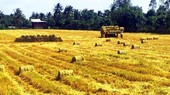Rice harvesting in the Mekong Delta. (Photo: SGGP)