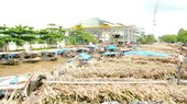 Vi Thanh Sugar Refinery has to close due to a shortage of material sugarcane. (Photo: SGGP)