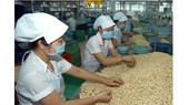 Workers process cashew nuts for export in Binh Phuoc Province. (Photo: SGGP)