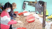 Farmers in Southeast provinces have bad crop of cashew