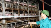Vietnam urgently suspends import of live pigs from Thailand because of ASF