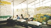 Export prices of rice fall, causing anxiety to many enterprises