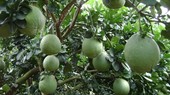 Green-skinned pomelo growers in Mekong Delta still earn profits